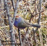 White browed Tit warbler.jpg