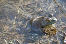 bullfrog with toad eggs_5.jpg