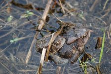 mating toads_1.jpg