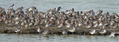 waders roost G1 300mm 1.7x_1740391.jpg