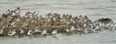 waders roost G1 20mm_1730933.jpg