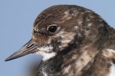 turnstone_msk.jpg