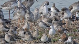 spotted redshanks waders roost G1 50mm_1740112.jpg