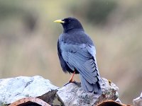 IMG_0634_Alpine Chough.jpg