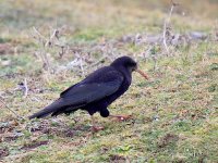 IMG_0744_Red-billed Chough.jpg