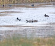 Gadwall copy.jpg