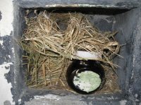 Wren Nest.jpg