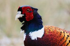 Pheasant3a.jpg