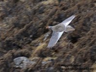 snowcock flying 700.jpg