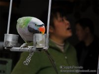 Derbyan Parakeet.jpg