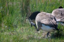 Canada-Goose.jpg