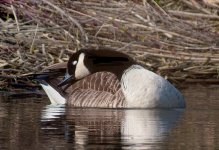 Canada-Goose-2.jpg