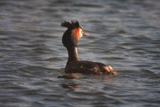 GCGrebe3.jpg