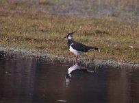 Lapwing.jpg