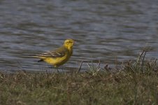 Yellowhammer2.jpg