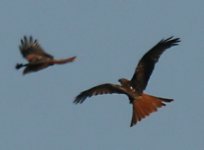 2 Red Kites 2.jpg