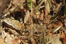 santa-rosa-lizard2.jpg