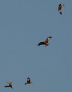 4 Red Kites.jpg