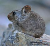 grey pika.jpg