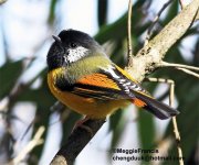 golden breasted Fulvetta 2.jpg