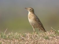 Richards Pipit.jpg