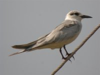 Whiskered Tern.jpg