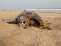 (Olive Ridley)Turtle.jpg