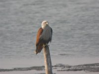 Brahminy Kite.jpg