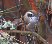 white browed fulvetta.jpg