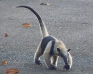 d-anteater.jpg