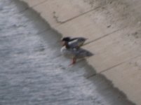 Walton Reservoirs Merganser Goosander 1.jpg