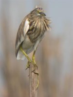 Indian Pond Heron.jpg