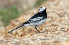 Wagtail.jpg