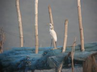 Great Egret.jpg