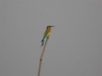 Blue Tailed Bee-eater.jpg
