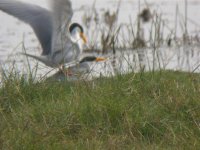 River Terns.jpg