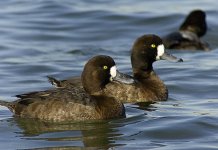 SCAUP114.JPG