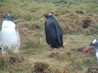 Gentoo Penguin (New Haven) Melanistic 01.jpg