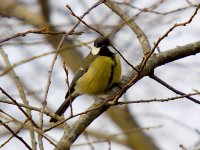 IMG_0927_Great Tit.jpg