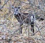 Tufted Deer.jpg