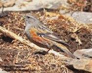 alpine accentor 1.jpg