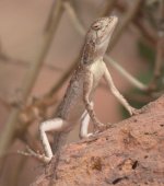 Gambian lizard unknown sp.jpg