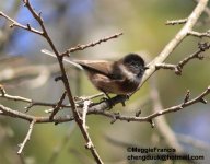 black-browed Tit.JPG