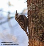 sichuan treecreeper.jpg