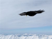 alpine_chough_16feb10_800l_1896.jpg