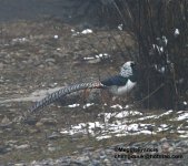 lady amhersts pheasant male.jpg