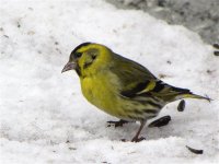 siskin_19feb10_800l_2044.jpg