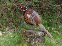 Pheasant Strumpshaw 9 April.jpg