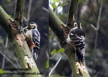 white backed woodpecker.jpg