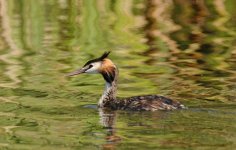 great crested grebe 2x nw_DSC0198.jpg